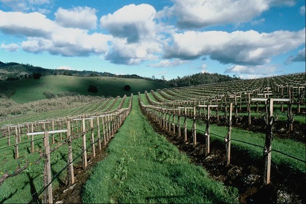 676099 Vineyard, Howell Mountain, Napa Valley, California, U.S.A. A4 Photo Print