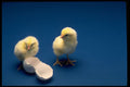 677016 Baby Chicks On Blue Background A4 Photo Print