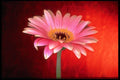 677033 Perfect Pink And Yellow Gerbera Daisy Blossom A4 Photo Print