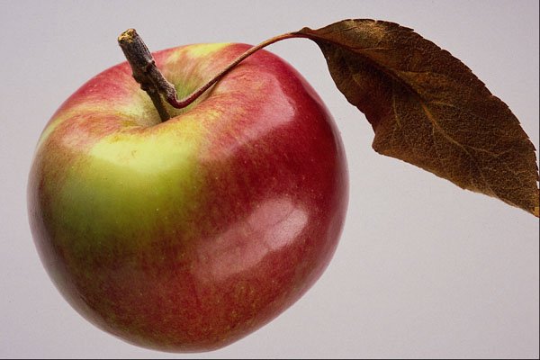677037 Spartan Apple A4 Photo Print