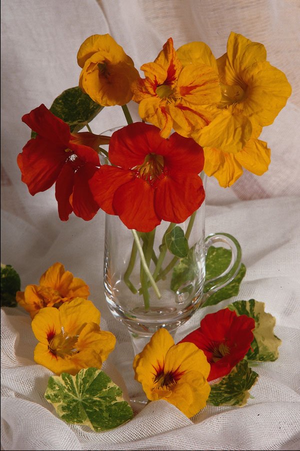 677074 Floral Arrangement A4 Photo Print