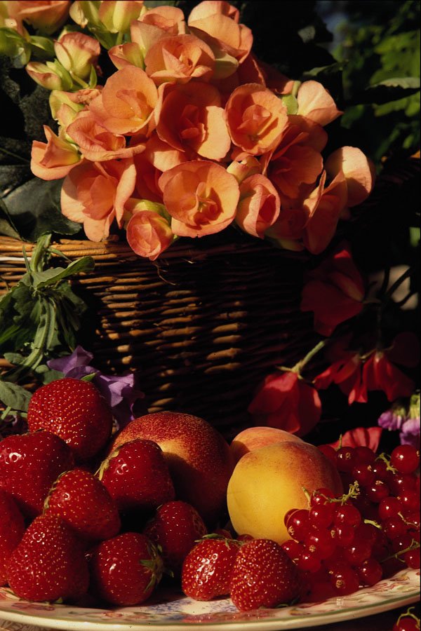 677077 Fruit And Flowers A4 Photo Print