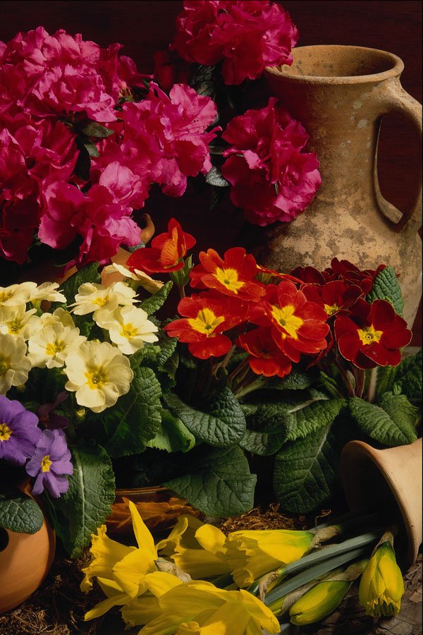 677082 Flowers In Brass Bowl A4 Photo Print