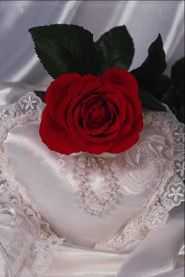 677083 Red Rose On White Heart A4 Photo Print