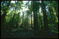 680000 Shadowed Grove A4 Photo Print