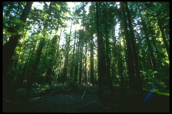 680000 Shadowed Grove A4 Photo Print