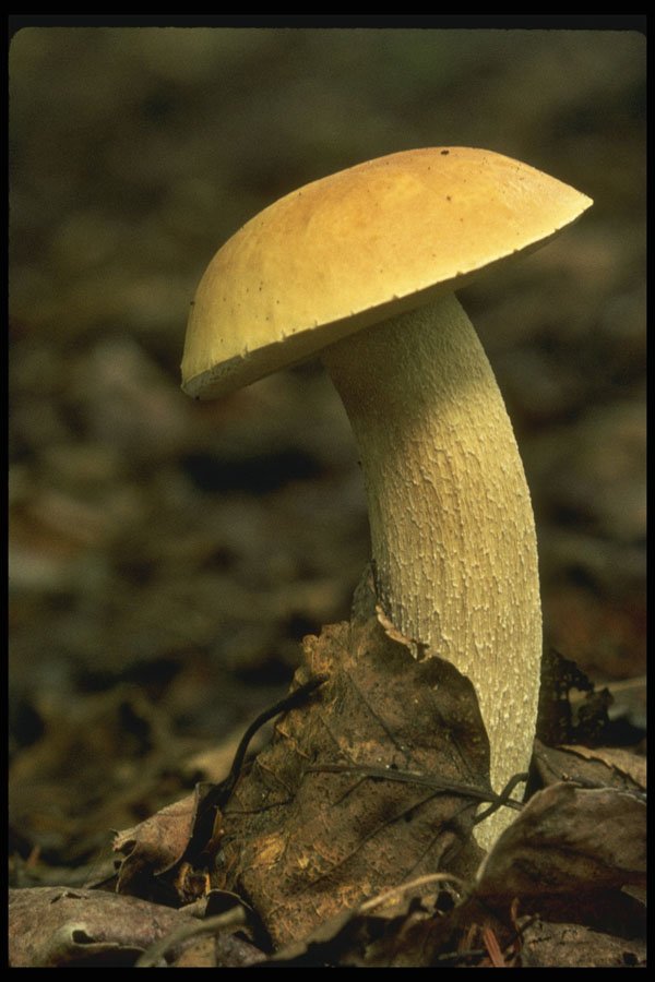 680002 Boletus Edulis A4 Photo Print