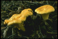 680003 Chanterelle A4 Photo Print