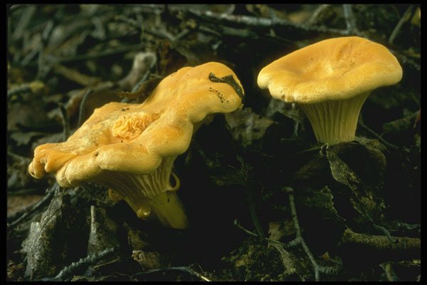 680003 Chanterelle A4 Photo Print