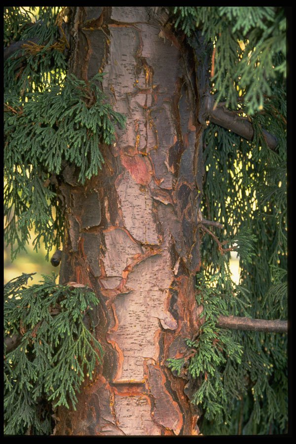 680004 Yellow Cypress Tree Bark, Chamaccypares Nootkatensis A4 Photo Print
