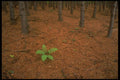 680005 Maple Forest, Quebec, Canada A4 Photo Print