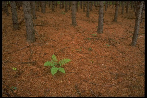680005 Maple Forest, Quebec, Canada A4 Photo Print