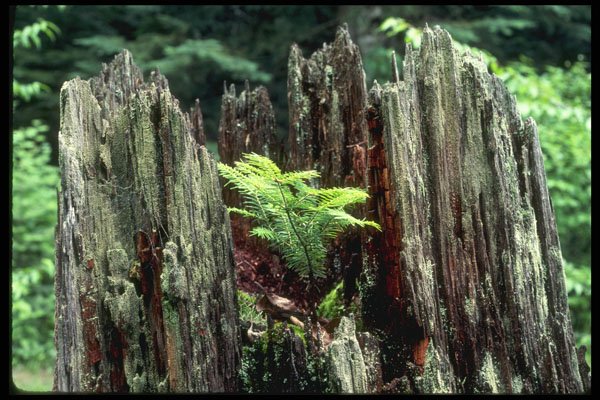 680006 Regeneration Of Spruce, Lake St. Peter, Ontario, Canada A4 Photo Print