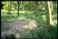 680007 Woodland, Hebden Bridge, West Yorkshire A4 Photo Print