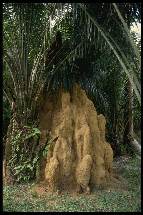 680008 Giant Termite Mound A4 Photo Print