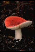 680009 Rosy Russula Mushroom A4 Photo Print