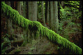 680010 Moss In Forest Light, Washington State, U.S.A. A4 Photo Print