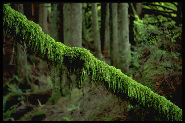 680010 Moss In Forest Light, Washington State, U.S.A. A4 Photo Print