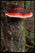 680011 Red Tree Fungus In Forest, Washington State A4 Photo Print