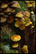 680012 Tiny Fungus, Moss, Frost, Stillaguamish River, Washington A4 Photo Print
