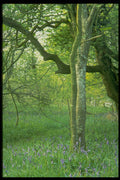 680016 Bluebell Woods, Quantock Hills A4 Photo Print