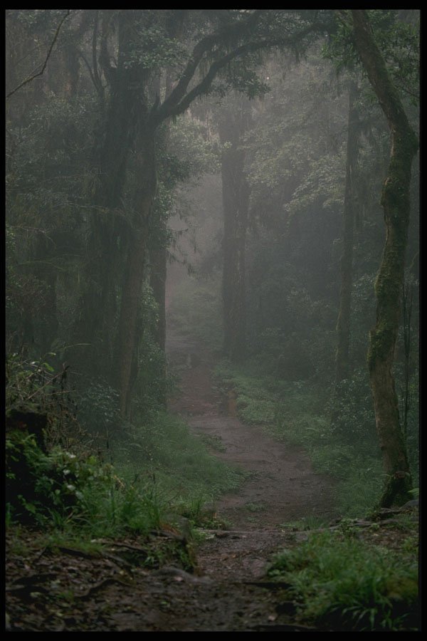 680017 Cloud Forest, Mt. Kilimanjaro, Tanzania A4 Photo Print