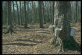 680018 Sap Buckets In The Sugar Bush A4 Photo Print