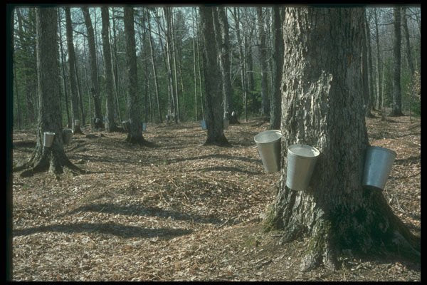 680018 Sap Buckets In The Sugar Bush A4 Photo Print