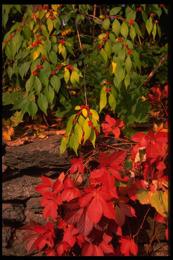 680019 Autumn Landscape, New England, U.S.A. A4 Photo Print