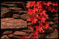 680020 Autumn Landscape, New England, U.S.A. A4 Photo Print