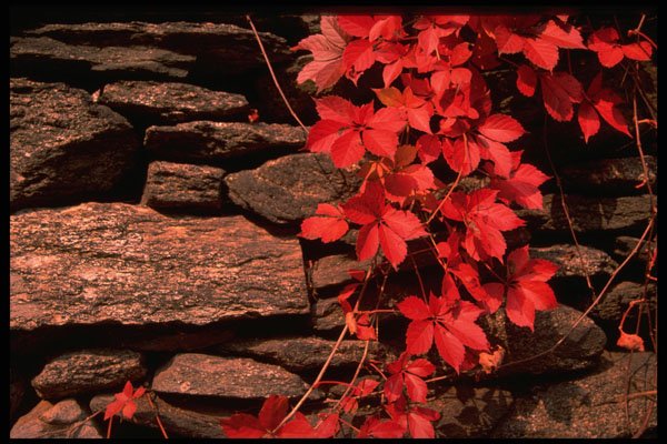 680020 Autumn Landscape, New England, U.S.A. A4 Photo Print