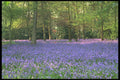680021 Bluebell Woods, England A4 Photo Print
