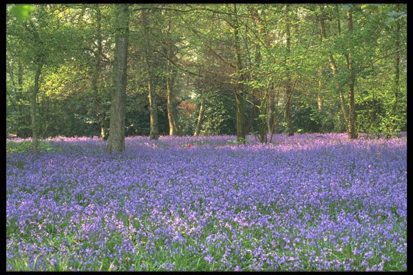680021 Bluebell Woods, England A4 Photo Print