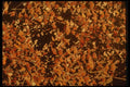 680022 Monarch Butterflies On Fir Trees A4 Photo Print