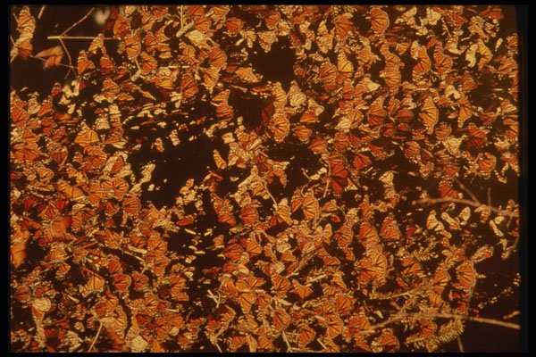 680022 Monarch Butterflies On Fir Trees A4 Photo Print
