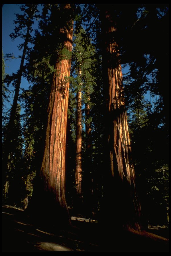 680023 Warm Redwoods A4 Photo Print
