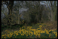 680024 Daffodils A4 Photo Print