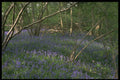 680025 Bluebell Woods A4 Photo Print