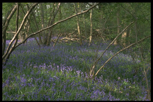 680025 Bluebell Woods A4 Photo Print