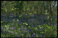 680026 Bluebell Woods A4 Photo Print