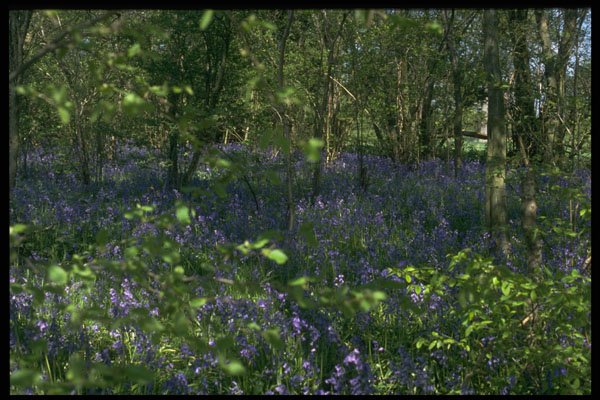 680026 Bluebell Woods A4 Photo Print