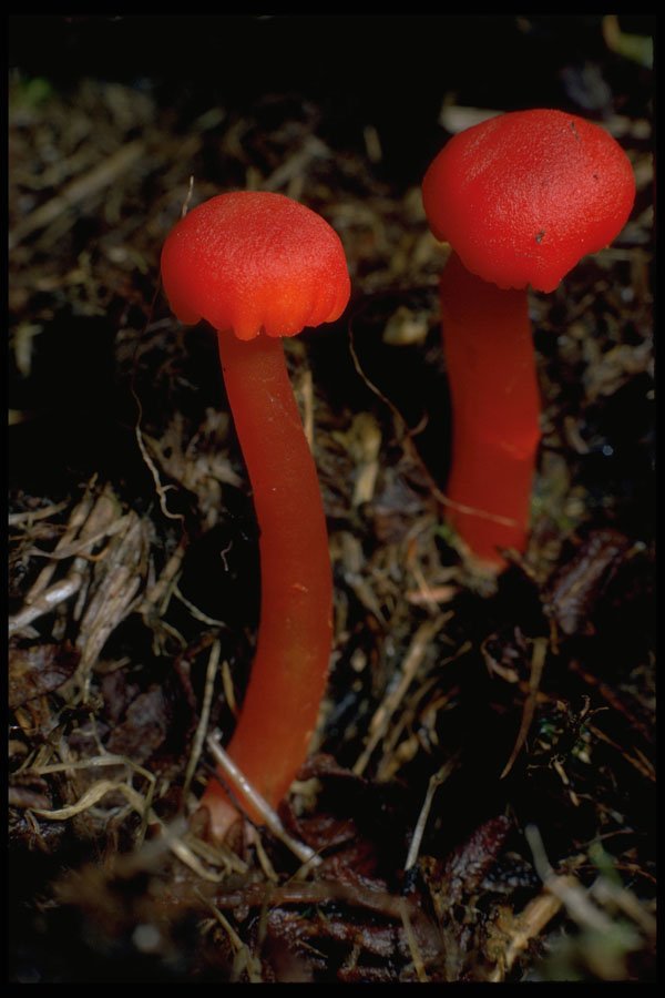 680027 Scarlet Hood (Hygrocybe Coccinea) A4 Photo Print