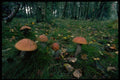 680028 Orange Birch Boletus A4 Photo Print