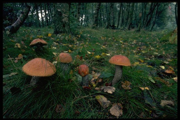 680028 Orange Birch Boletus A4 Photo Print