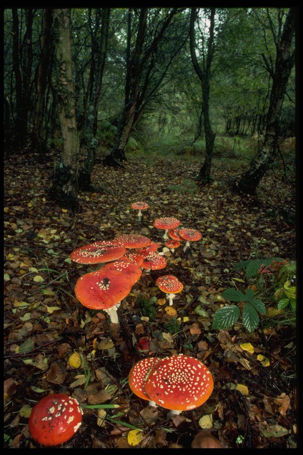 680029 Fly Agarics A4 Photo Print