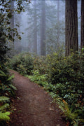 680030 Coastal Redwoods, Lady Bird Johnson Grove, California A4 Photo Print