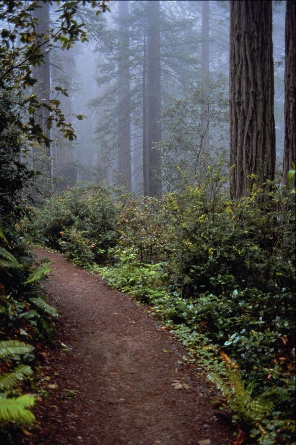 680030 Coastal Redwoods, Lady Bird Johnson Grove, California A4 Photo Print