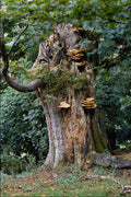 680031 Old Tree Trunk A4 Photo Print