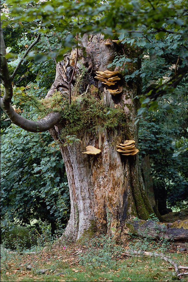 680031 Old Tree Trunk A4 Photo Print