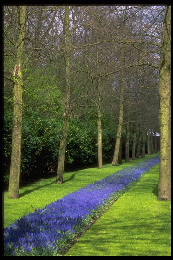 680032 Dutch Parkland A4 Photo Print